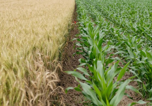 The Importance of Crop Rotation for Sustainable and Eco-Friendly Living