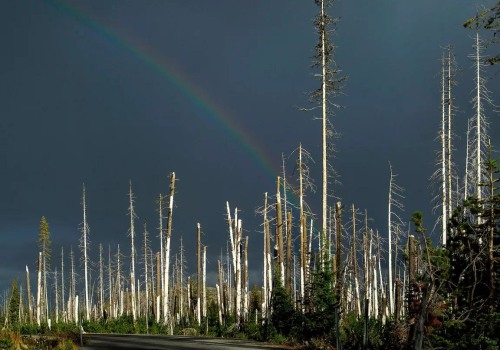 Understanding the Paris Agreement: A Comprehensive Guide to Combat Climate Change